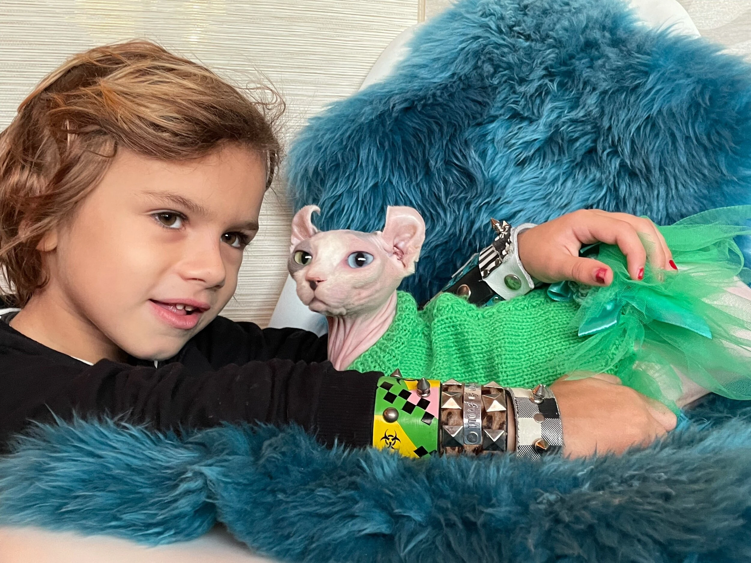 Sphynx cat Felicita at Swanky Sphynx